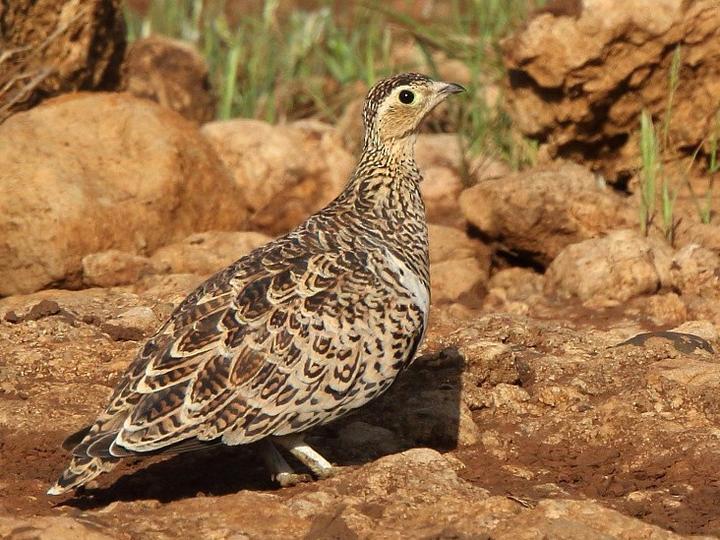 Black-faced Sandgrouse