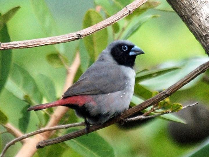 Black-faced Firefinch