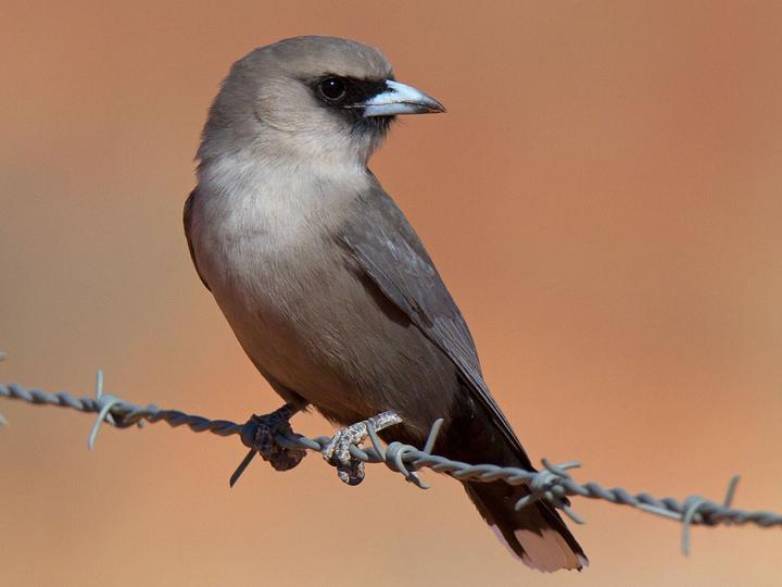 Black-faced Woodswallow