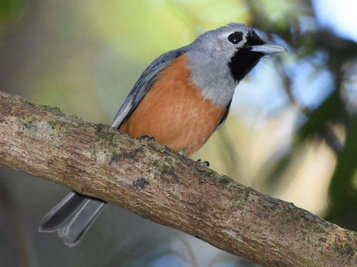 Black-faced Monarch