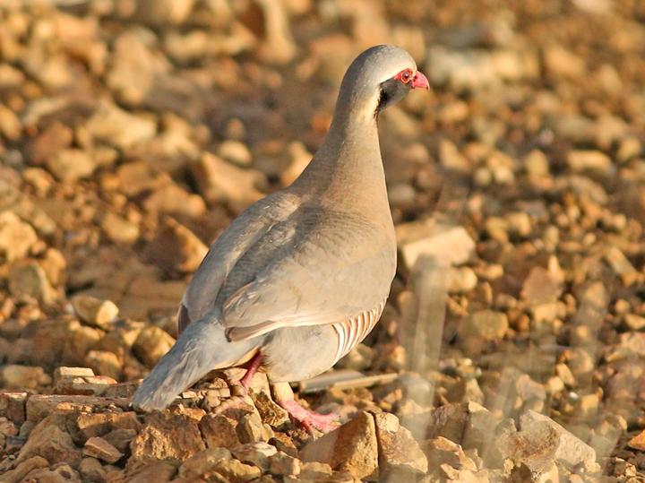 Philby's Partridge