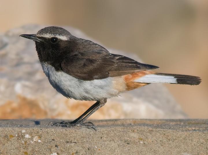 Kurdish Wheatear