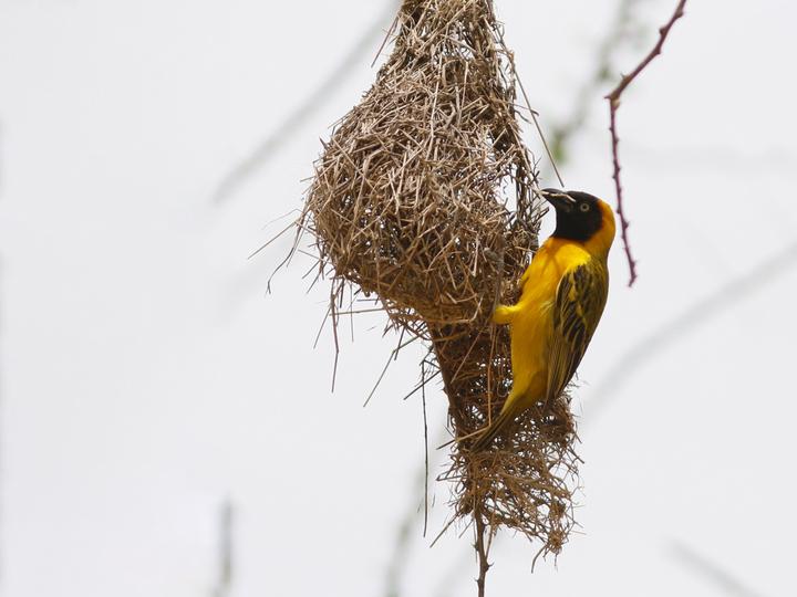 Lesser Masked Weaver