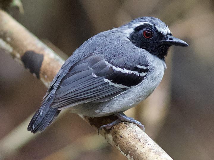 Black-faced Antbird