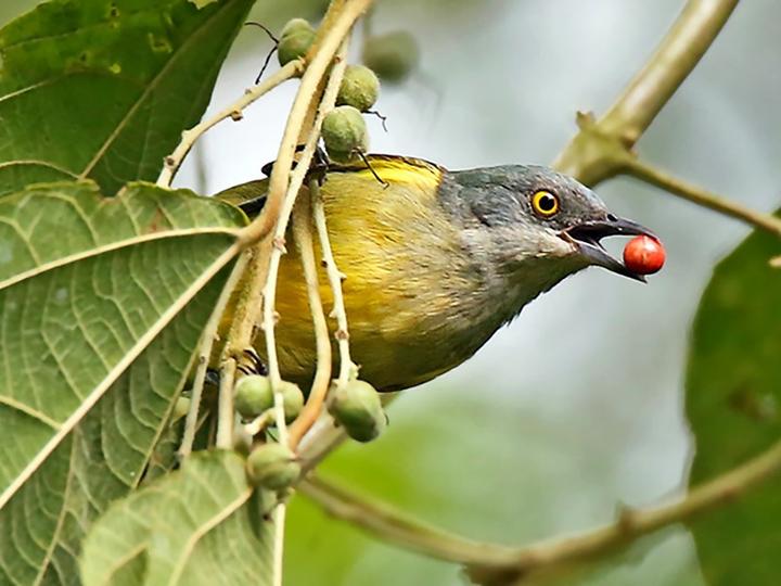 Black-faced Dacnis