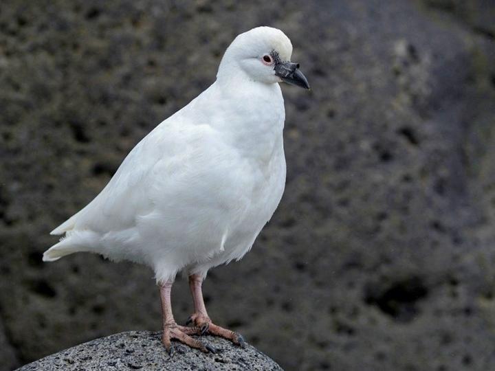 Black-faced Sheathbill