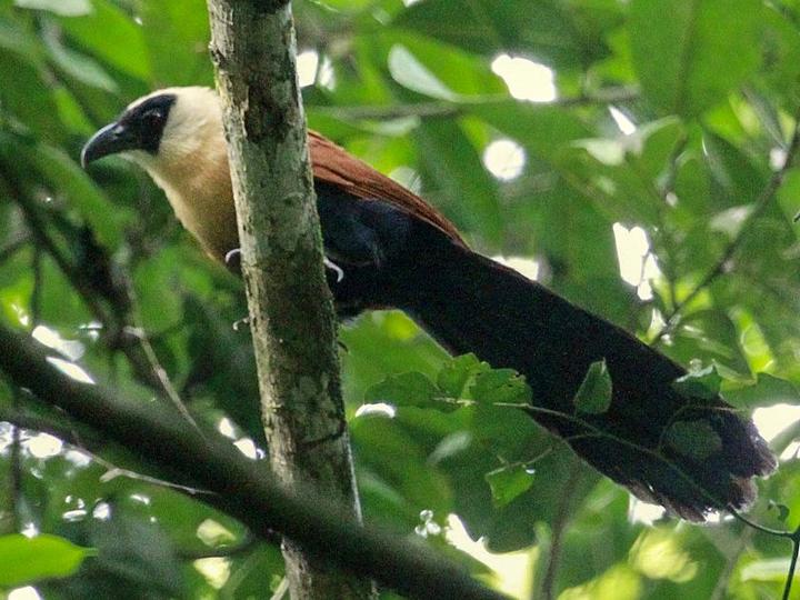 Black-faced Coucal
