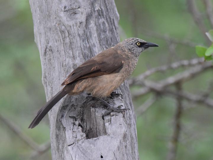 Black-faced Babbler