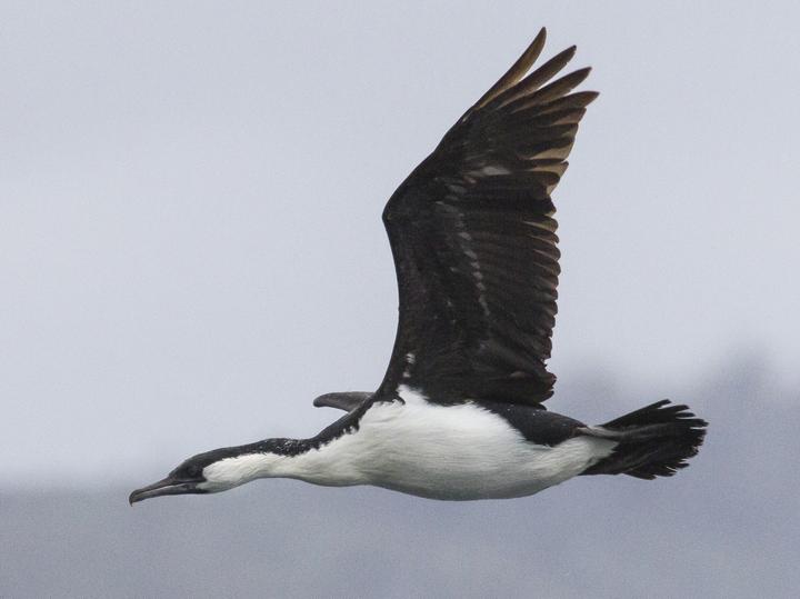 Black-faced Cormorant