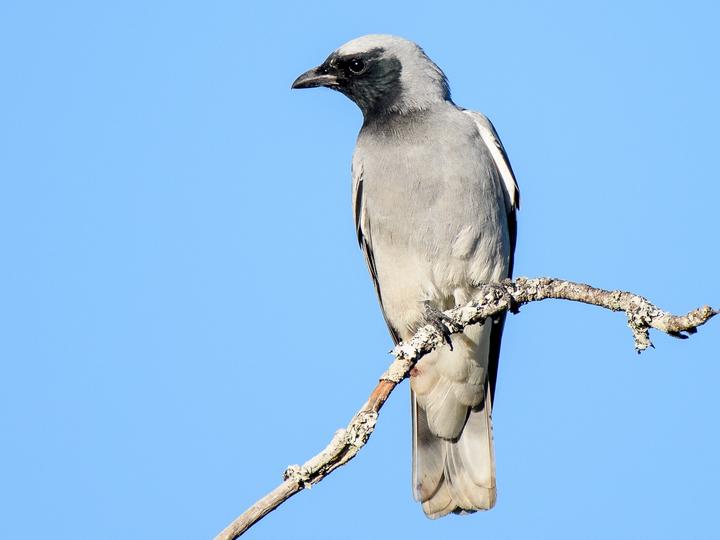 Black-faced Cuckooshrike