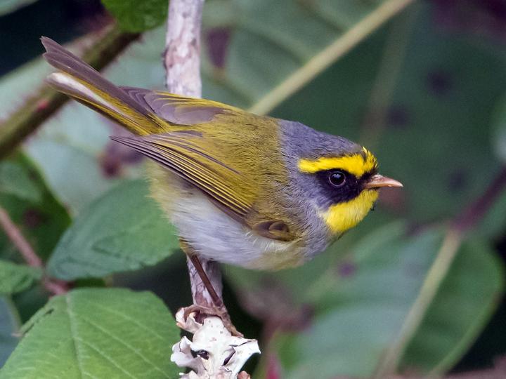 Black-faced Warbler