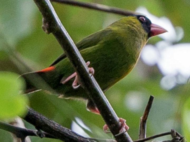 Pink-billed Parrotfinch