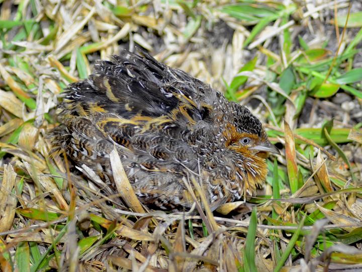 Black-rumped Buttonquail