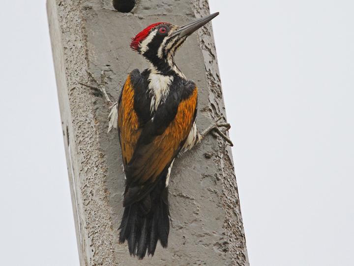 White-naped Woodpecker
