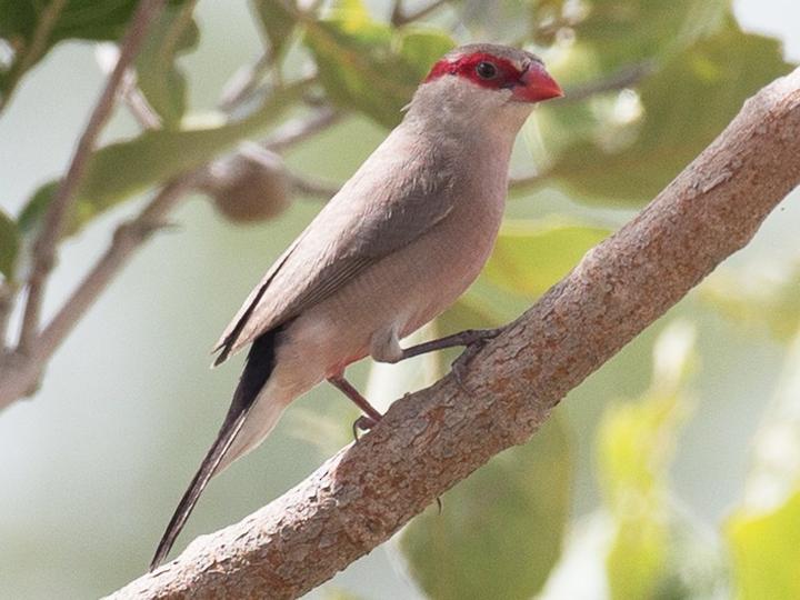 Black-rumped Waxbill