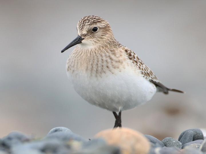Baird's Sandpiper