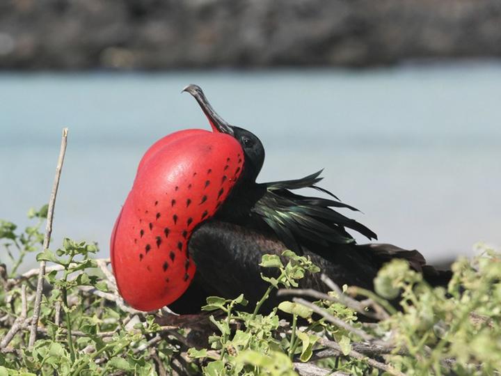 Great Frigatebird