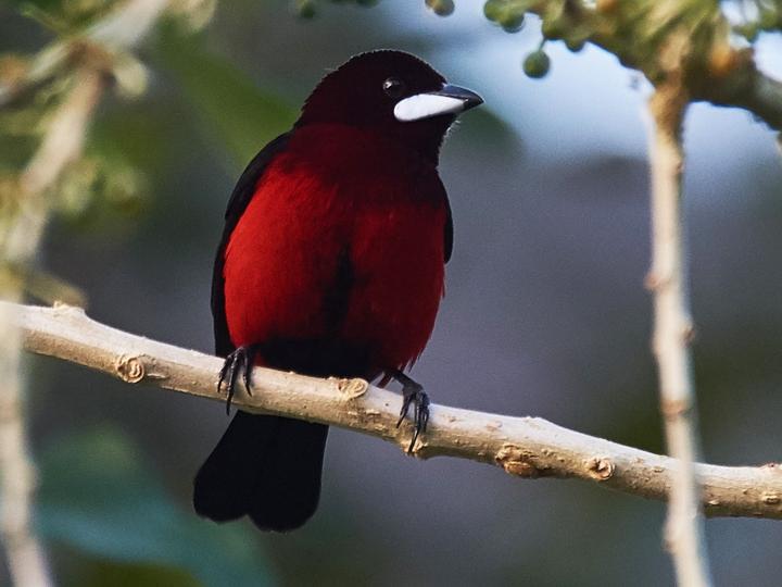 Huallaga Tanager