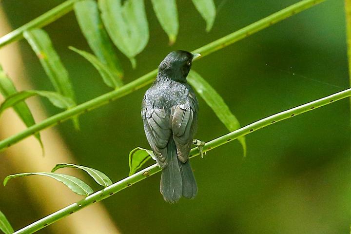 Tahiti Monarch