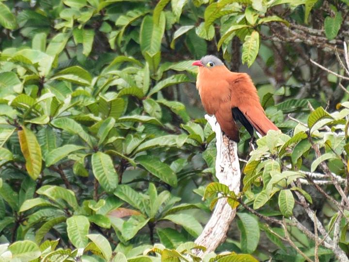 Black-bellied Cuckoo