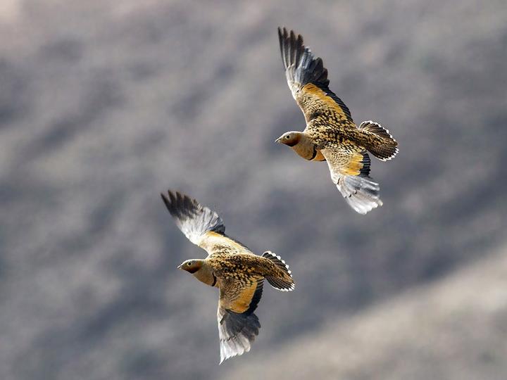 Black-bellied Sandgrouse