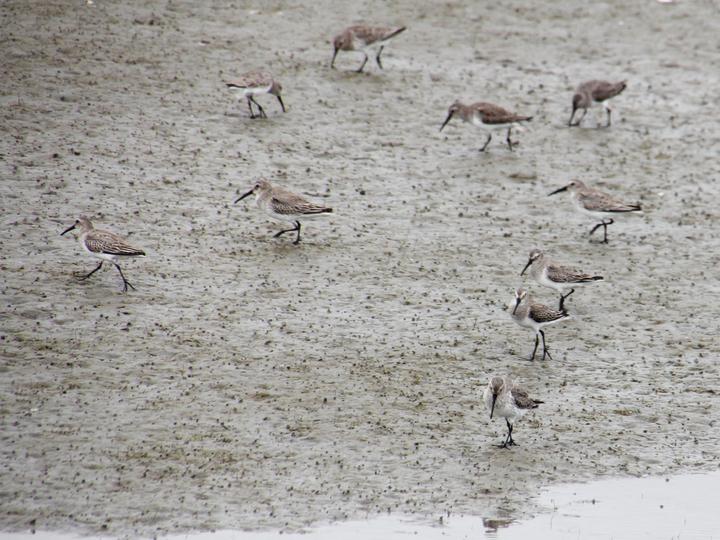 Dunlin