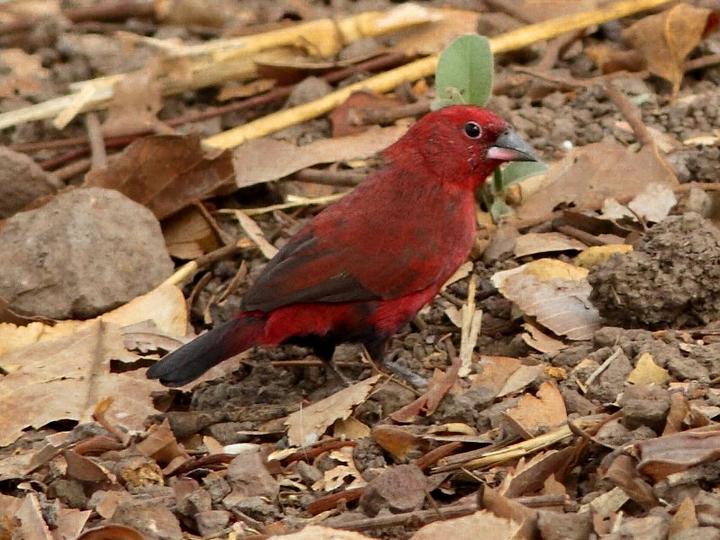 Black-bellied Firefinch