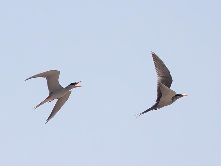 Black-bellied Tern