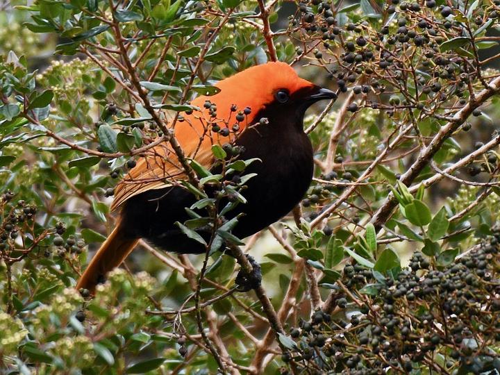 Crested Satinbird