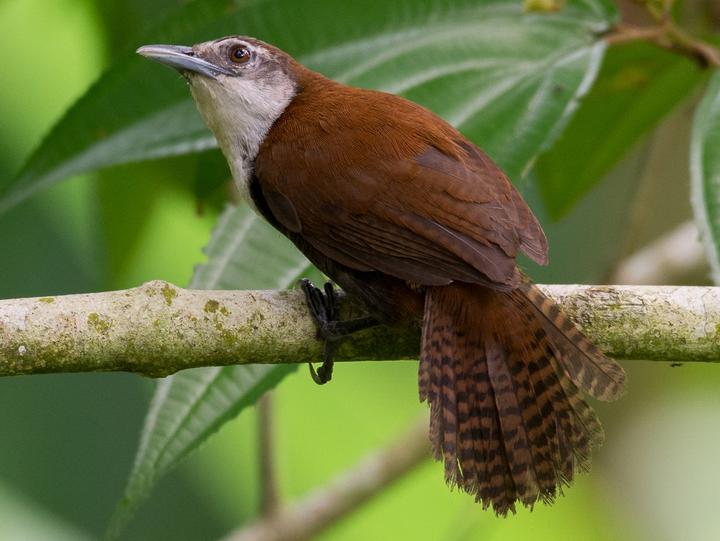 Black-bellied Wren