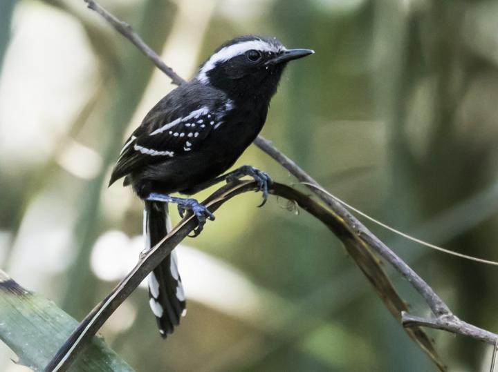 Black-bellied Antwren
