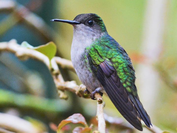 Black-bellied Hummingbird