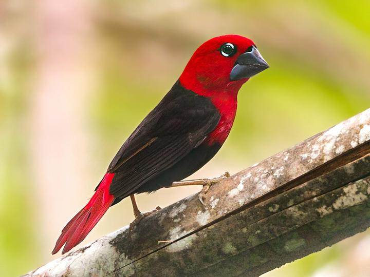 Black-bellied Seedcracker