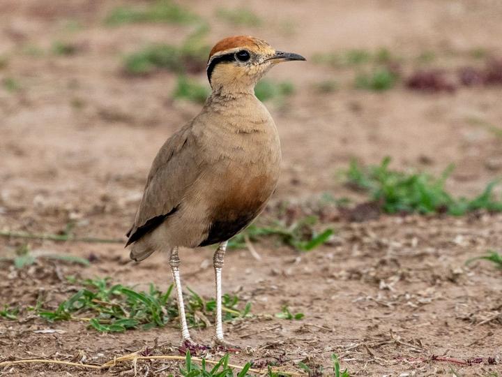 Temminck's Courser