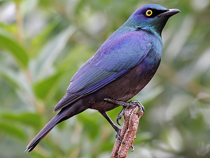 Black-bellied Starling