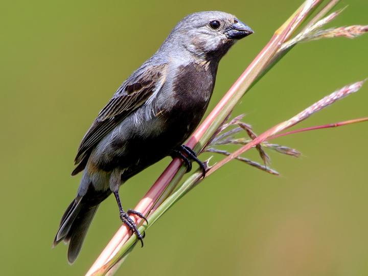 Black-bellied Seedeater