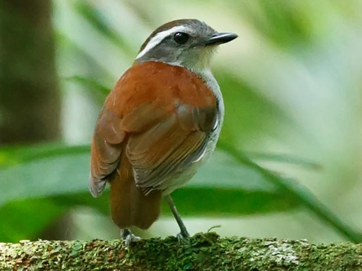 Black-bellied Gnateater