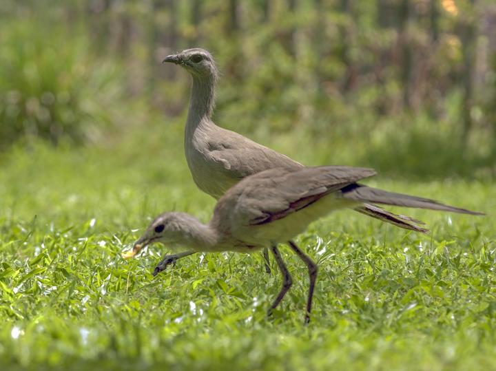Black-legged Seriema