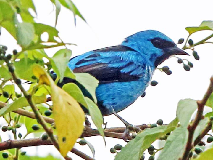 Black-legged Dacnis