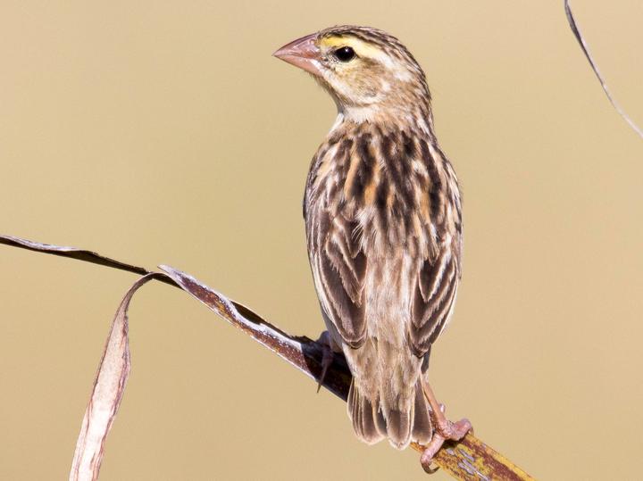 Zanzibar Red Bishop