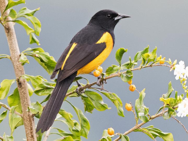 Black-vented Oriole