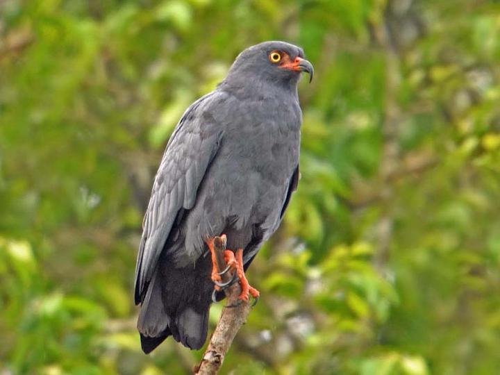Slender-billed Kite