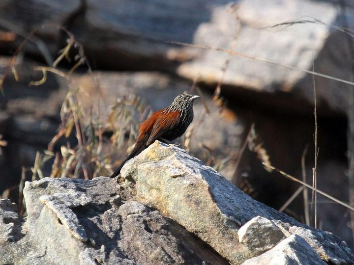 Black Grasswren