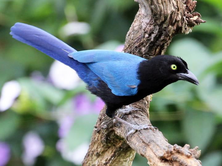 San Blas Jay