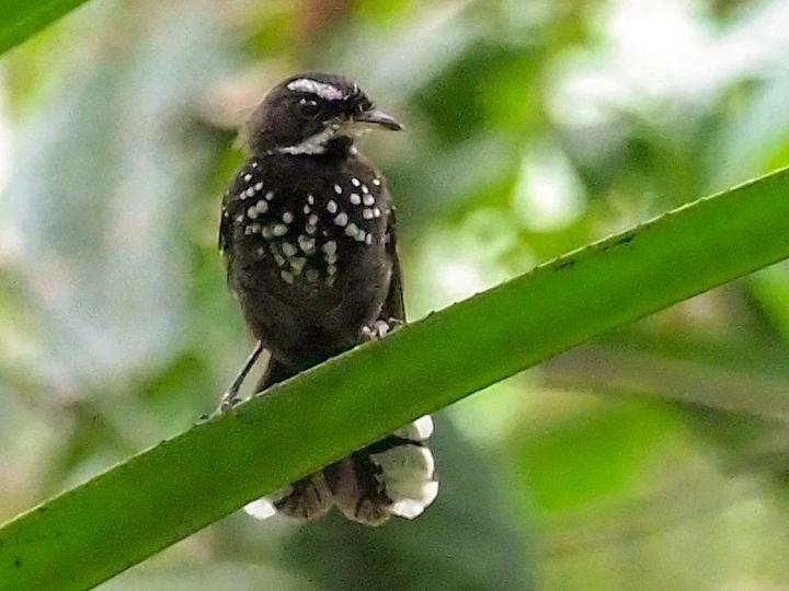 Black Thicket Fantail