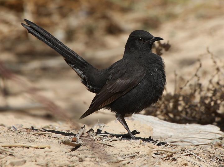 Black Scrub Robin