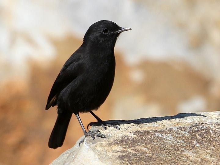 Rüppell's Black Chat