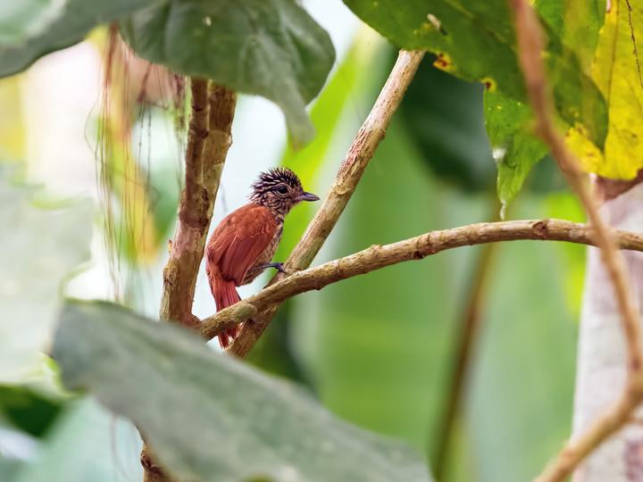Black Antshrike