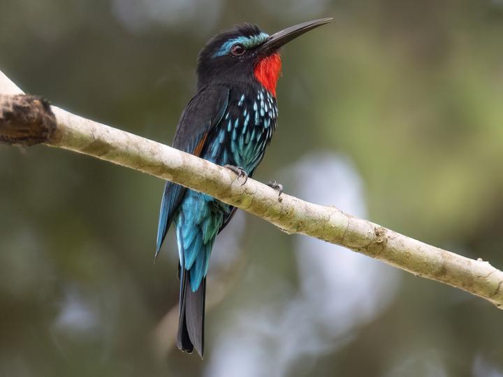 Black Bee-eater