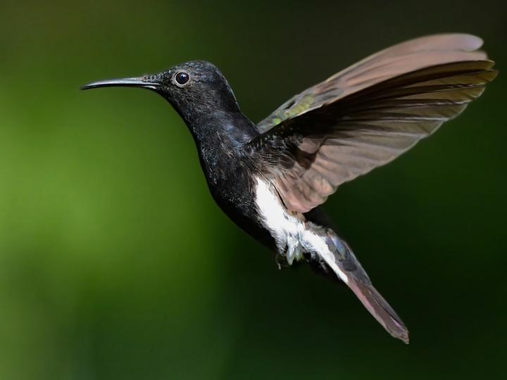 Black Jacobin